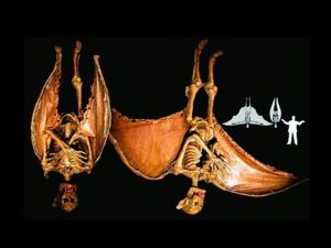 CHR216- Animated Winged Vampyre