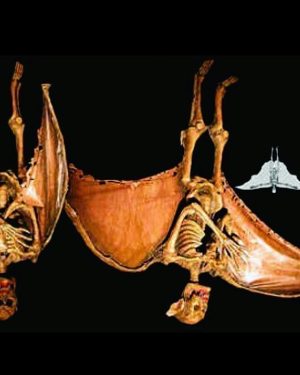 CHR216- Animated Winged Vampyre