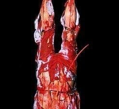 CHR256- Hung Down to Die