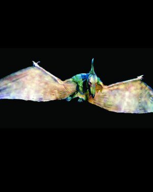 DINO101- Flying Pterodactyl