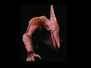 DINO104 - Giant Slayerdactyl