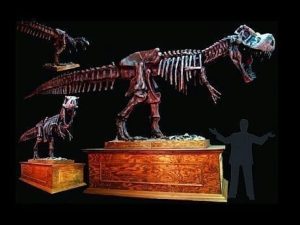 DINO201 T-Rex Museum Stand