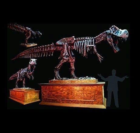 DINO201 T-Rex Museum Stand
