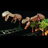 DINO202T- Attacking T-Rex Skeleton TRACK/CONVEY