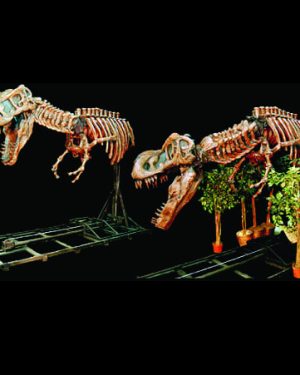DINO202C- Attacking T-Rex Skeleton CHARACTER