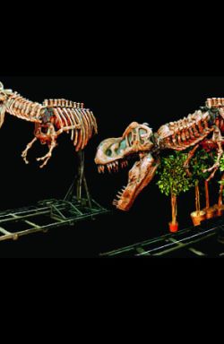 DINO202C- Attacking T-Rex Skeleton CHARACTER