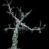 GRY310- Animated Skull Tree