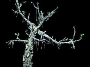 GRY310- Animated Skull Tree