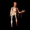 WLK2103- Walking Dead Skeleton