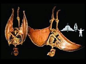 RD122- Static Hanging Winged Vampyre