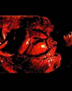 SP303- Ripped Up Reba