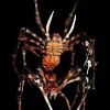 SPY102- Giant Spyder Descendor Rig