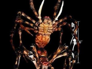 SPY102- Giant Spyder Descendor Rig