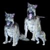 WOLF105- Attacking German Shephard