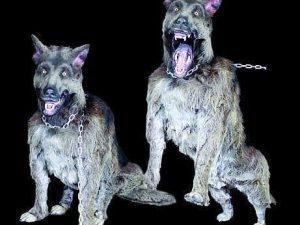 WOLF105- Attacking German Shephard