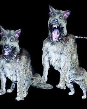 WOLF105- Attacking German Shephard