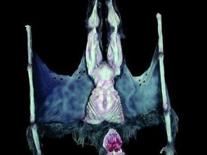 ZMB769- Hanging Vampyre Articulating Zombiette