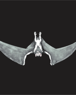 BAT101- Electrical Giant Bat