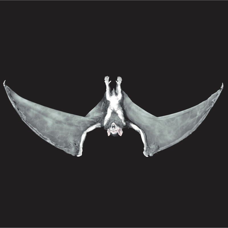 BAT101- Electrical Giant Bat