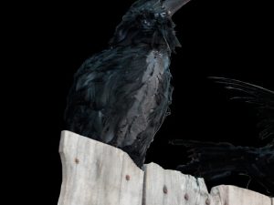 RAV301- Perched Talking Raven
