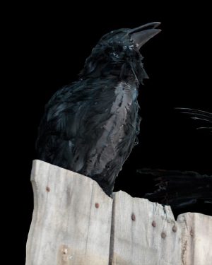 RAV301- Perched Talking Raven