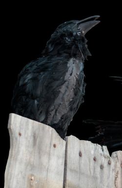 RAV301- Perched Talking Raven
