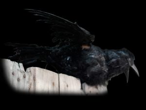 RAV302- Talking Raven with Wing Flap