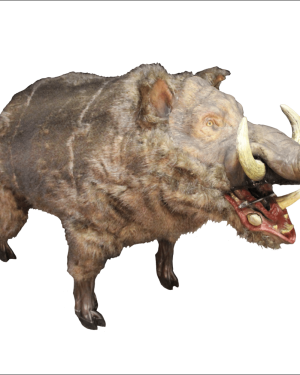 PIG101- Charging Wild Boar on Track