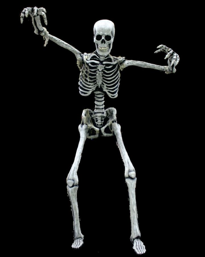 Skeleton Base Phantom Glow Amon 約30cm Skeleton Base Phantom Glow Amon 約30cm Adult Spine Phantom