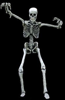 13′ Tall Poseable Super Static- Skeleton