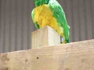 PIRPAR Talking Pirate Parrot