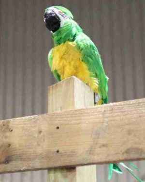 PIRPAR Talking Pirate Parrot